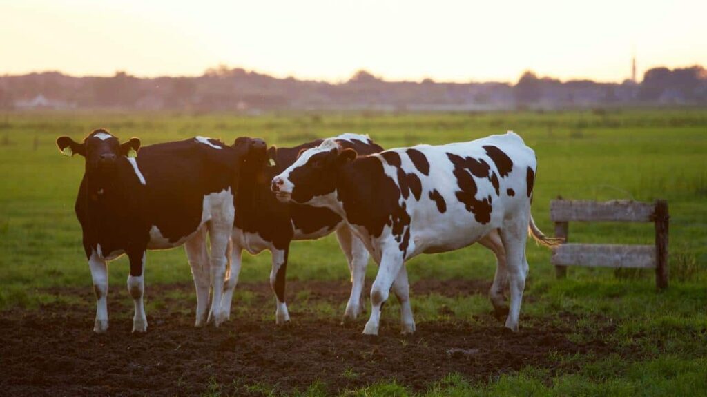 Transporting Dairy Produce